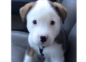 子犬「これなんなの?止めて!」自分のしゃっくりに困惑!