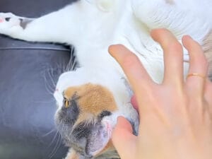 無防備なへそ天は罠だった… 「どうぞ触って」からの急展開！ 猫のお腹トラップ