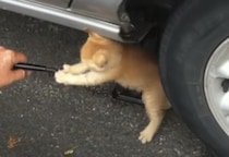 タイヤ交換したいだけなのに！ 子猫の可愛い妨害