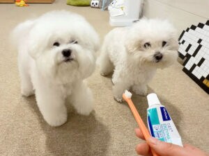 歯磨きしたくない犬、「先にお姉ちゃんからどうぞ〜」人の会話を理解して完全拒否！