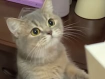 ケーキを見つめながら口だけもぐもぐ… 食べたい気持ちが隠せない猫さん