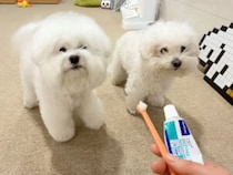 歯磨きしたくない犬、「先にお姉ちゃんからどうぞ〜」人の会話を理解して完全拒否！