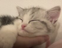 ふわふわした毛布が苦手な子猫、飼い主の手がベッドの代わり♡