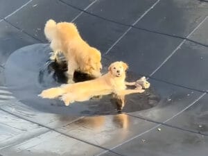 プール終了にしょんぼり… それでも水たまりで遊ぶゴールデンたち