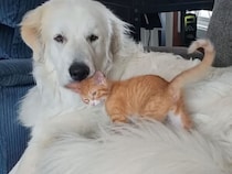 威嚇していてもすぐに仲良しに♡ 犬と猫の距離が縮まる瞬間にほっこり