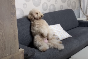 「物価高だねぇ」デカワンコ、真剣にニュースをチェック