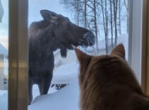 ニャルソックをしていたら、大きいお客さんが登場！