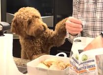 チキンを前にこの表情…「一口でいいんだよ？」と訴えるワンコ