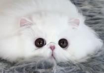 ネコだよね？とろけているような姿が可愛い白猫さん