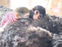 気持ちよさそうに寝ている子ザル、ふかふか毛布を使っていると思ったら…