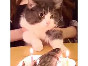 かわいい♡「みんなありがとニャー!」お誕生日会にお礼を言ってくれる猫さん