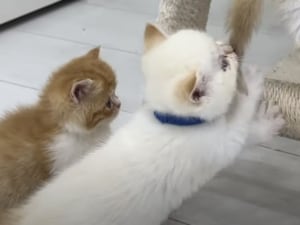 キャットタワーを使う順番で子猫がケンカ! 元気があふれてて可愛いね!