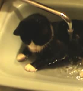 猫「いまお風呂の準備中ニャの」水を貯めるために体を張りすぎ！