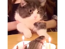 かわいい♡「みんなありがとニャー！」お誕生日会にお礼を言ってくれる猫さん