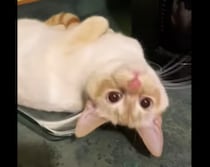 今日のディナーは何かな？ オーブン皿にのっていたのは… 猫ちゃん！