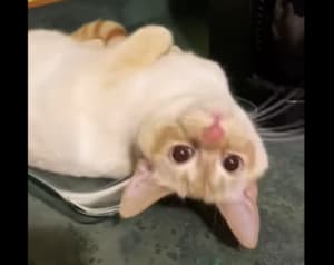 今日のディナーは何かな？ オーブン皿にのっていたのは… 猫ちゃん！