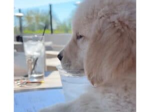 「僕も飼い主さんと同じで!」テーブルマナー満点? 初ブランチに挑戦する子犬さん