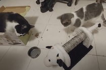 猫飼いあるある(笑)  新しいおもちゃをプレゼントしても、気になるのはこっち！