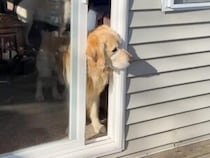 吠えない、追いかけない！「また遊びに来てね」とリスをそっと見守る優しい犬さん