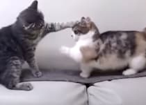 くやしい〜！ まったく届かない短足マンチカンの猫パンチ