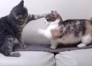 くやしい〜！ まったく届かない短足マンチカンの猫パンチ