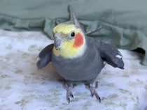 カメラを向けるたびに連続キス！サービス精神満点のオカメインコさん