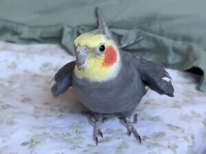 カメラを向けるたびに連続キス!サービス精神満点のオカメインコさん