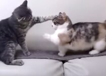 くやしい〜！ まったく届かない短足マンチカンの猫パンチ