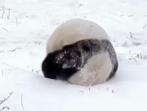 コロコロ転がる雪遊び… パンダさんたちの冬の楽しみ方