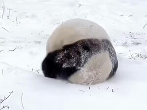 コロコロ転がる雪遊び… パンダさんたちの冬の楽しみ方