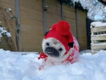 「寒い帰りたい」vs「雪最高！」年の差パグ姉妹の反応