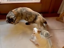 軽い気持ちで子犬に近づいた猫さん、想像以上の歓迎を受けて後悔する