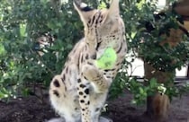 遊び方が完全に猫ちゃん！ ボールで遊ぶサーバルキャット