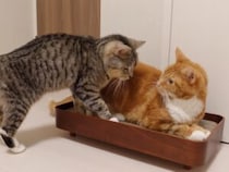 寒い日は特に… 姉猫に怒られても、強引に甘えたい妹猫さん