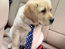 好印象を狙ってネクタイ着用？ 犬さんたちがおしゃれして出かけた先は…