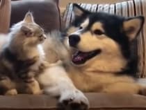 子守って大変だぁ！ 元気すぎる子猫にヘトヘトになる犬さん。