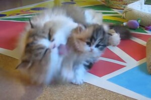 親猫の愛が強すぎる… 子猫の困惑した表情に思わず笑ってしまう