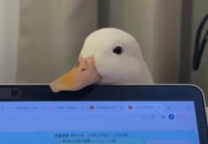 「まだ終わらないのー?」 パソコンの上にアゴ乗せするアヒルちゃんがかわいい!
