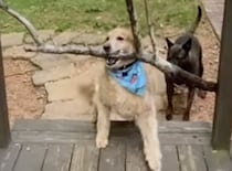 「ご主人！今日のも大物です！」森から木を持って来ちゃう元気な犬さん