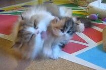 親猫の愛が強すぎる… 子猫の困惑した表情に思わず笑ってしまう