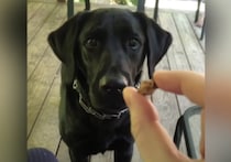 特殊能力でも持ってるんですか!? どんな物でも必ず見つけて取ってくる犬さんに驚き！