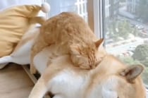 「この抱き枕がお気に入りなの〜♡」猫さんがハグしているのは…