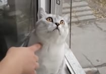 じーっと上を見つめている猫さん→エラーが起きて動かなくなった!?