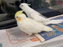 その歌知ってるよ？ 飼い主の歌に即ハモるインコちゃんが可愛い