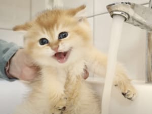 「あれ？お尻だけニャの？」お風呂に緊張していた子猫、想像と違ってて拍子抜け！