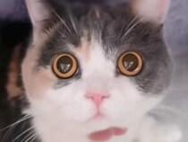 ワクワク、楽しいがぜんぶ瞳に出てる！ お目目がキラキラする三毛猫ちゃん