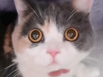 ワクワク、楽しいがぜんぶ瞳に出てる！ お目目がキラキラする三毛猫ちゃん