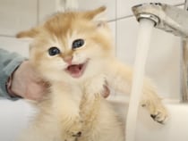 「あれ？お尻だけニャの？」お風呂に緊張していた子猫、想像と違ってて拍子抜け！