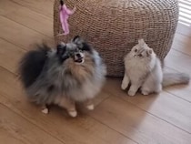 猫と暮らす犬、ここまで影響受ける？ 遊び方が猫そっくりなポメラニアンさん