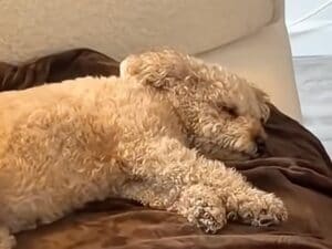 電気毛布を愛犬にプレゼント→買ったことを後悔するほど気に入って…